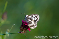 Schachbrettfalter 1