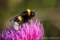 Erdhummel