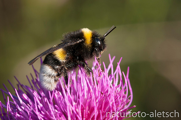 Erdhummel