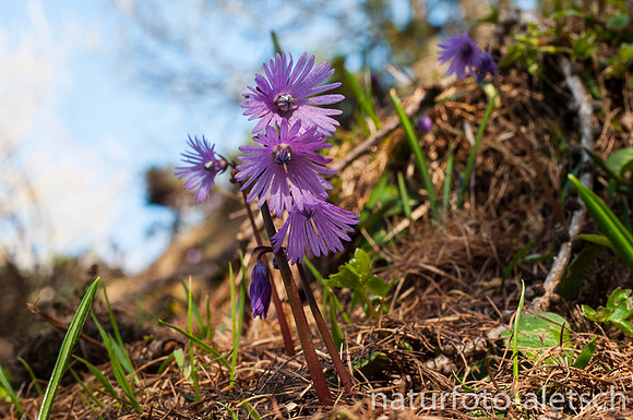 Alpenglöckchen (Soldanella)