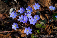 Leberblümchen 2