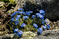 Himmelsherold(Eritrichium nanum