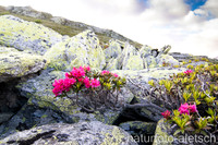 Alpenrose