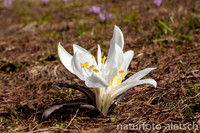 Lichtblume 2