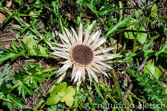 Silberdistel