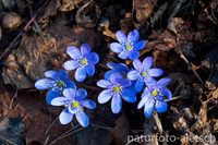 Leberblümchen 3