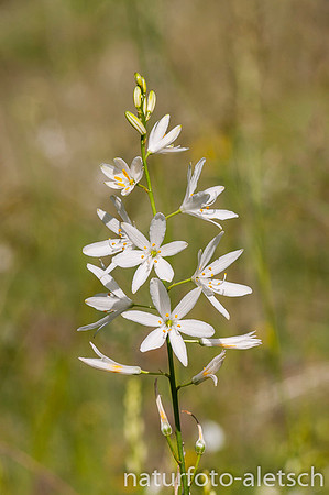 Astlose Graslilie 2