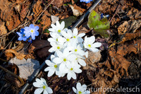 Leberblümchen 1