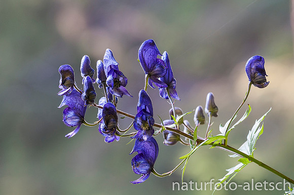 Blauer Eisenhut 2