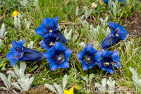 Kalk-Glockenenzian-Clusiusenzian (Gentiana clusii) (2)
