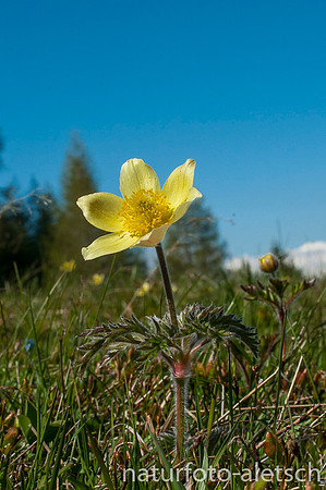 Schwefelanemone 1