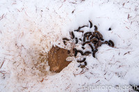Winterlosung mit Blinddarmkot 1