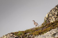Alpensteinhuhn 10
