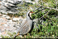 Alpensteinhuhn 5