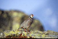 ALpensteinhuhn 1