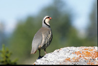 Alpensteinhuhn 3
