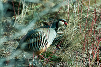 Alpensteinhuhn 8