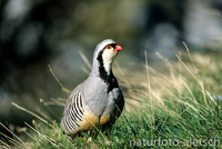 Alpensteinhuhn 4