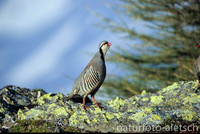 Alpensteinhuhn 2