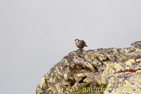 Alpensteinhuhn 6