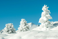 Neuschnee auf Arven Riederalp 1 VS