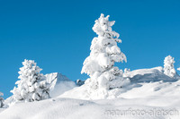 Neuschnee auf Arven Riederalp VS