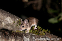 Waldmaus