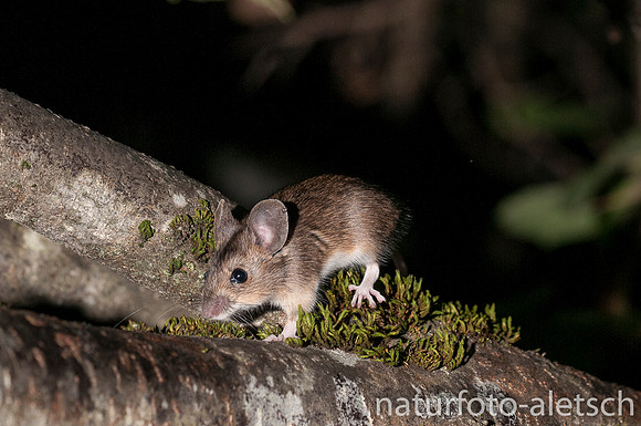Waldmaus