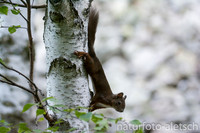 Eichhörnchen 3