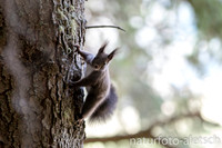 Eichhörnchen 2