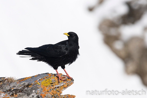 Alpendohle